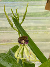Load image into Gallery viewer, Prosthechea cochleata (NBS)
