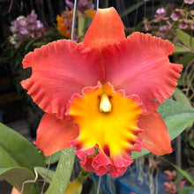 Load image into Gallery viewer, Rlc. Orange Diamond ‘Throat of Gold’ (S)
