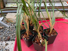 Load image into Gallery viewer, Maxillaria tenuifolia (Cutting)

