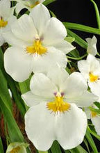 Load image into Gallery viewer, Miltoniopsis Golden Snows ‘White Light’ (S)
