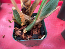 Load image into Gallery viewer, Maxillaria tenuifolia (Cutting)

