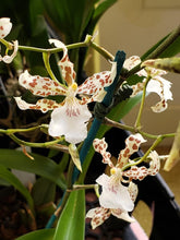 Load image into Gallery viewer, Oncidium Speckled Spire ‘Whisp’
