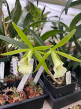 Load image into Gallery viewer, Pcv. Key Lime Stars
