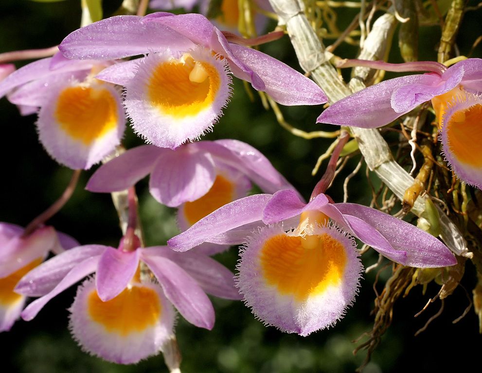 Dendrobium loddigesii, Keiki