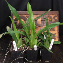 Load image into Gallery viewer, Oncidium Sharry Baby ‘Sweet Fragrance’
