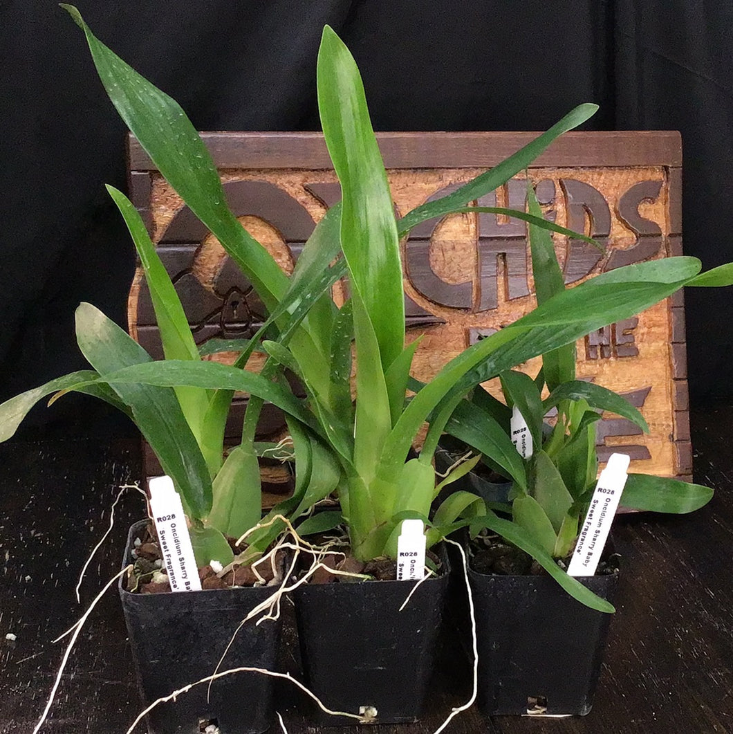 Oncidium Sharry Baby ‘Sweet Fragrance’