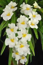 Load image into Gallery viewer, Miltoniopsis Rene Komoda ‘Pacific Clouds’ (S)
