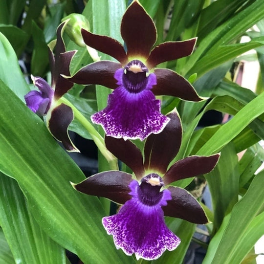 Zygopetalum Alliance – Orchids By The Lake