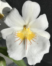 Load image into Gallery viewer, Miltoniopsis Sun Glow ‘Amazing’ Seedling
