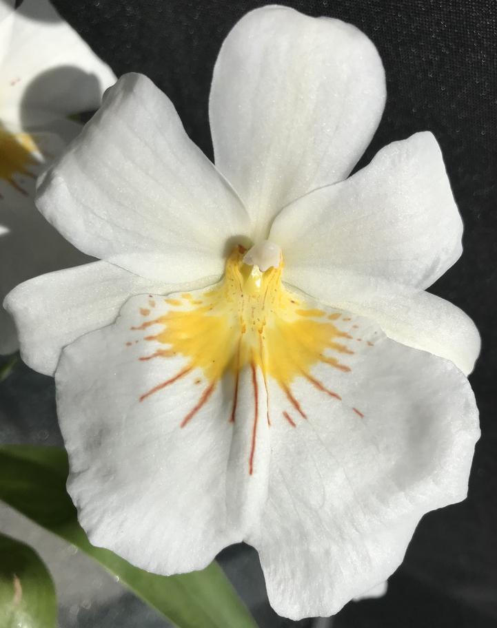 Miltoniopsis Sun Glow ‘Amazing’ Seedling