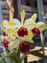 Load image into Gallery viewer, Rth. Fushu Glory, seedlings
