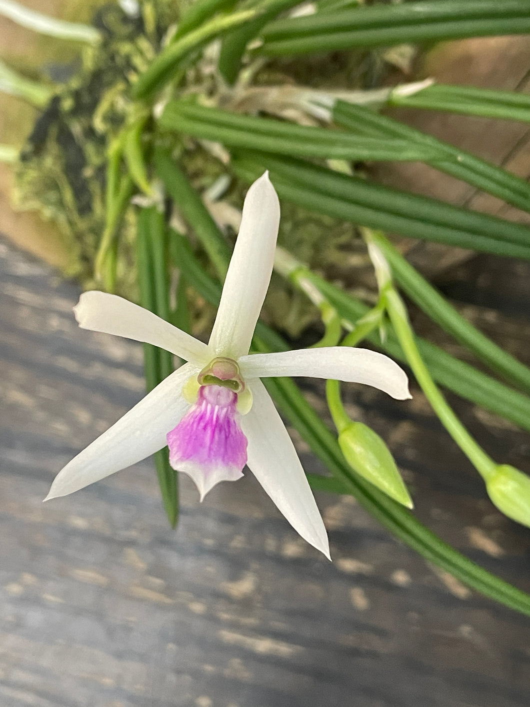 Leptotes bicolor (BS)