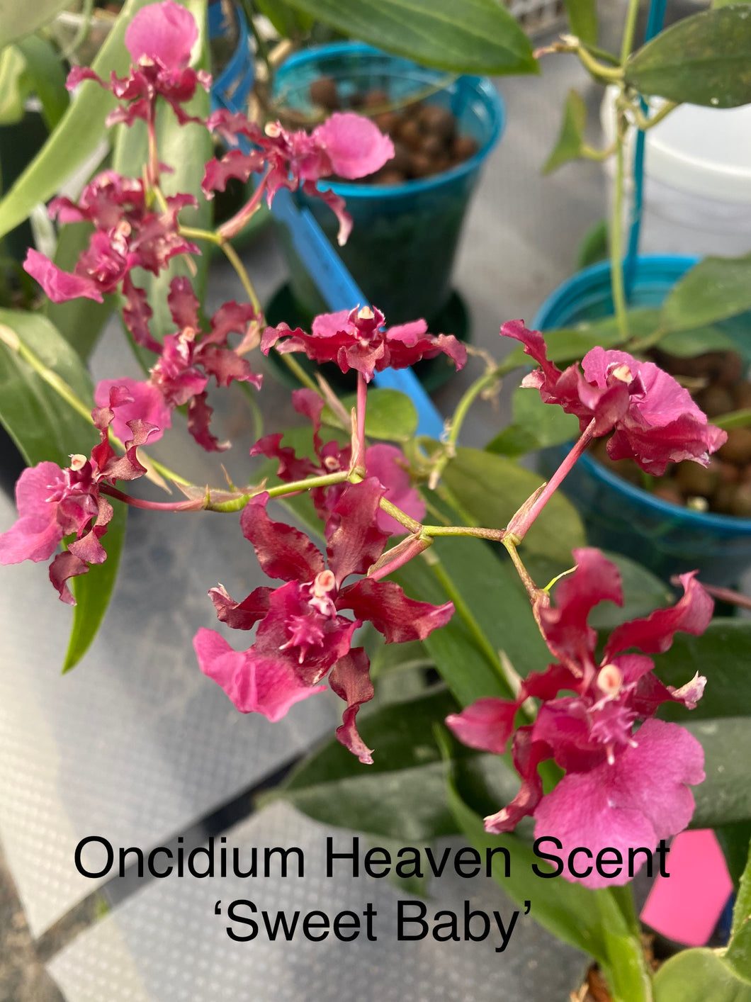 Oncidium Heaven Scent ‘Sweet Baby’ in spike