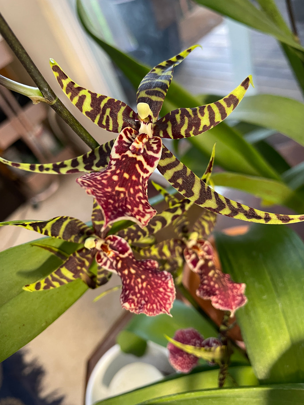 Arthurara Sea Snake ‘Unforgettable’ (S)