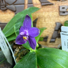 Load image into Gallery viewer, Phal. violacea
