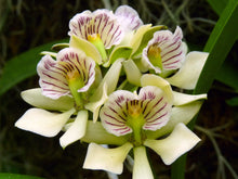 Load image into Gallery viewer, Prosthechea radiata

