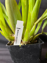 Load image into Gallery viewer, Miltonia spectabilis

