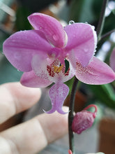 Load image into Gallery viewer, Phalaenopsis schilleriana
