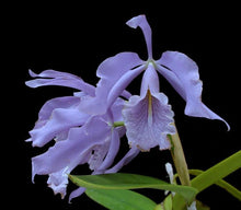 Load image into Gallery viewer, Cattleya maxima var. coerulea (NBS)
