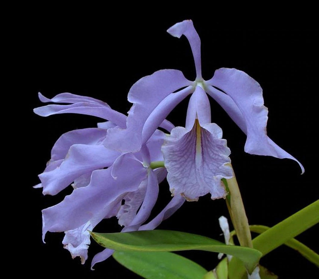 Cattleya maxima var. coerulea (NBS)