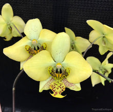 Load image into Gallery viewer, Phal. stuartiana v. nobilis (Yellow) (BS)
