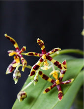 Load image into Gallery viewer, Phalaenopsis mannii
