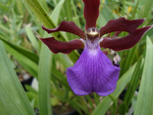 Load image into Gallery viewer, Zygopetalum triste
