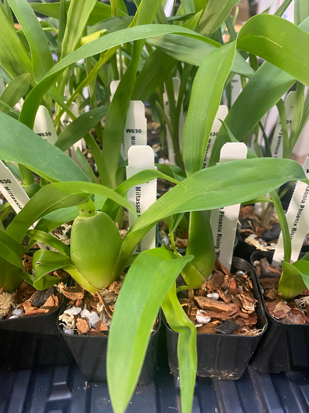 Miltassia Phoenix Rising ‘White Light’