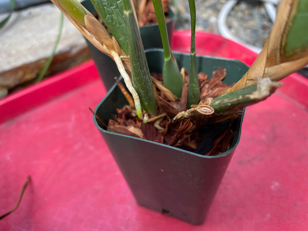 Maxillaria tenuifolia (Cutting)