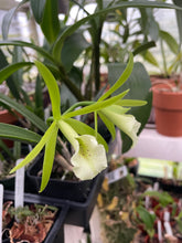 Load image into Gallery viewer, Pcv. Key Lime Stars
