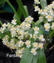 Load image into Gallery viewer, Oncidium Twinkle ‘Fantasy’
