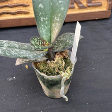 Load image into Gallery viewer, Phal. Stuartiana v. Tipo
