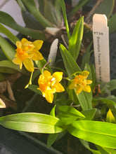 Load image into Gallery viewer, Oncidium Twinkle ‘Yellow Bird’

