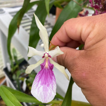 Load image into Gallery viewer, Miltonia spectabilis
