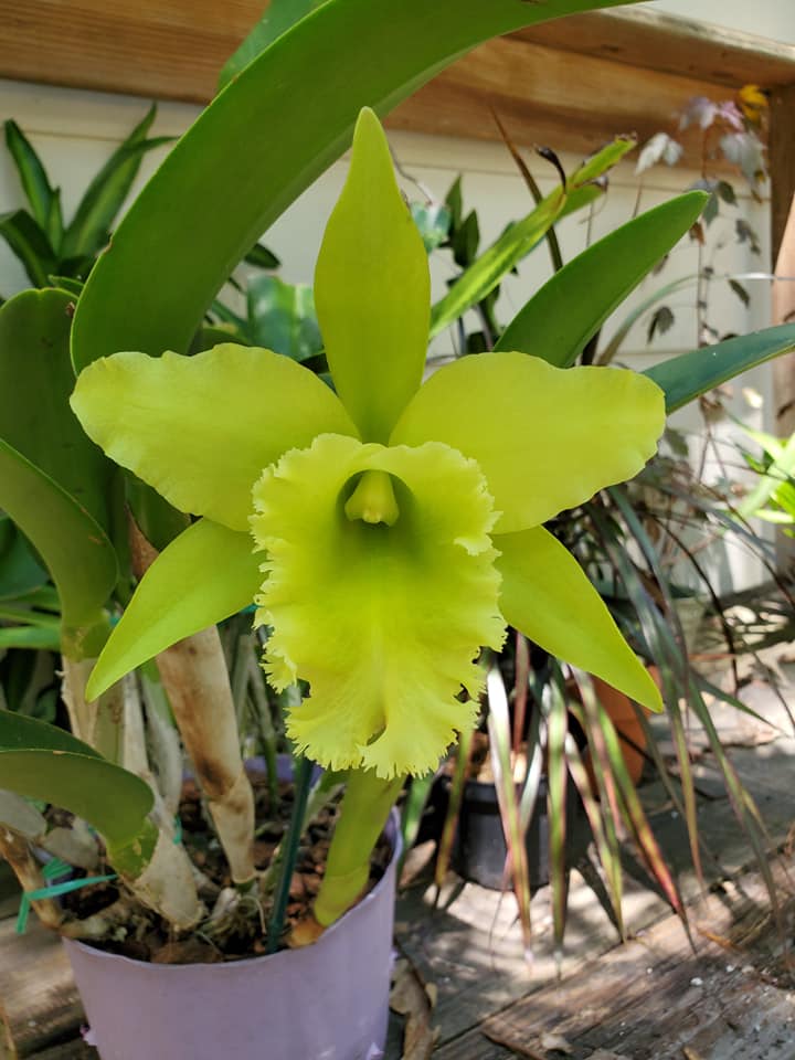 Rlc. Ports of Paradise (NBS)