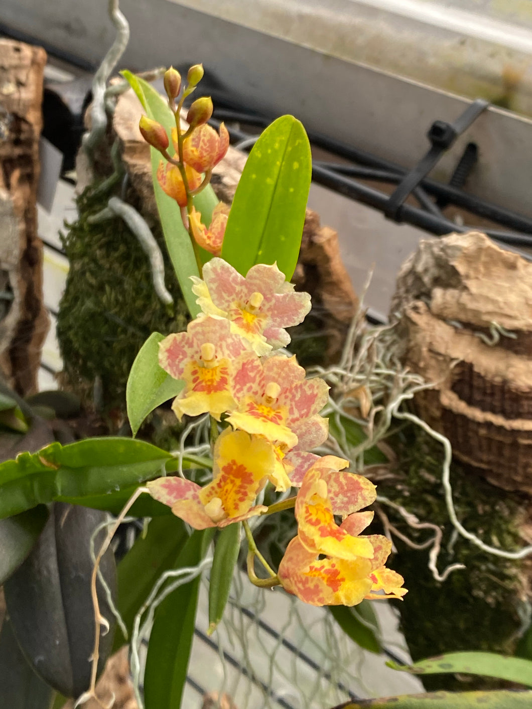 Howeara Lava Burst ‘Pacific Sunrise’ (S)