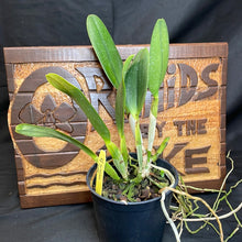 Load image into Gallery viewer, Pot. Dick Smith ‘Paradise’
