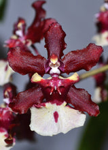 Load image into Gallery viewer, Oncidium Sharry Baby ‘Red Fantasy’ (BS)
