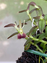 Load image into Gallery viewer, Epi. porpax (mounted)
